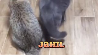 Funny cat 185