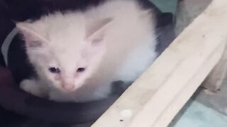 My litte cat sleepy Snowy and Omen