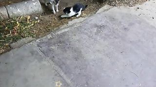 Baby cats ???? fun with mother ????