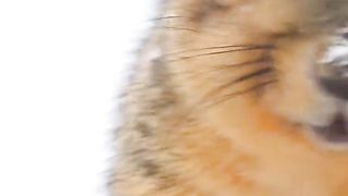 10 surprise animal facts