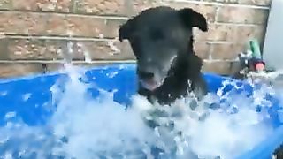 Dogs that like to play in the water