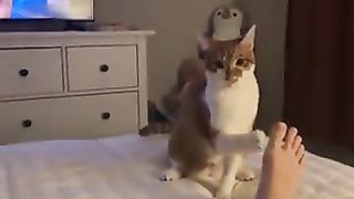 Interesting reaction of a cat that notices that its owner's feet stink during the process.