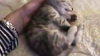 Cat sleeping on hand