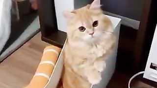 Cats that like to be in small places