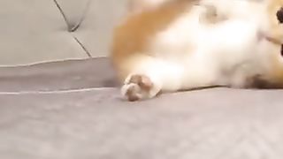 Cat playing with owner on bed