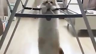 A cat trying to lose weight?