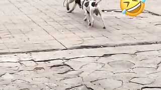 The Funny Video Moments - Crazy Funny Cat,Dog,People  Try Not To Laugh Animals Doing Funny Things