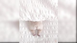 Baby Dog 3