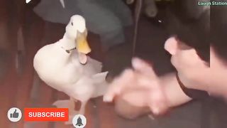 if you laugh you eat raw egg | try not to laugh impossible 3