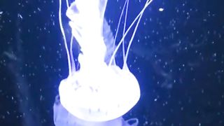 sea creatures