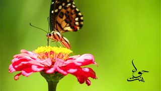 BEAUTIFUL VIEWS | ALLAH KI QUDRAT | BEAUTYFUL WORDS | BINTE HAWA | 2