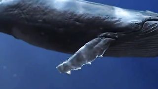 whale fish