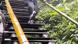 Watch till end how to walk