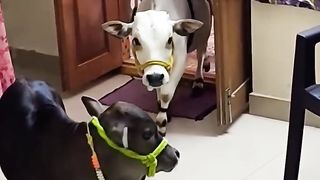 miniature cow's #ancient Indian Smallest Bramma Breed Cow's #sri Krishna cows