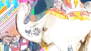Camel in dance of  the  this program