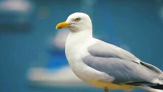 Greatest Birds Collection in 4K |Most Amazing Nature | Beautiful and Stunning Birds in World