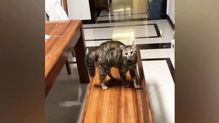Самые смешные животные _ Приколы с котами и собаками 2023 2