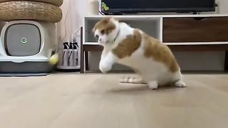 cat playing ball #cute #cat