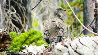 Most Beautiful Birds Collection | Deep Relaxation | Peaceful Life | Nature