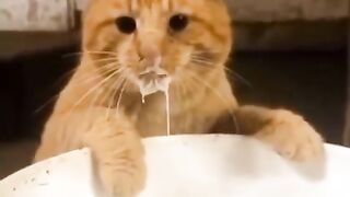 Impact of Cats Drinking Milk 2