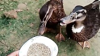 Cute Duckling ???? Funniest Baby Ducks Videos Compilation 2020