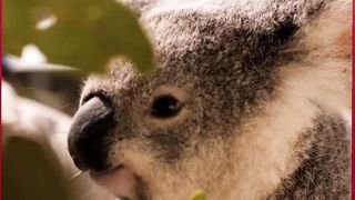 Animal facts