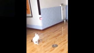 Funny things about animals