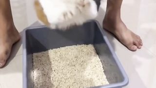 Kucing anti pasir