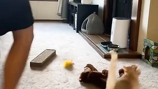 The cat is looking for its food