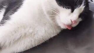 Various styles of sleeping cats