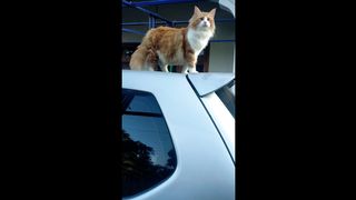 Cute Fat Orange Cat daily life at home | Tingkah lucu kucing oren gendut