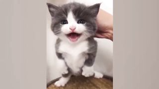 Cute funny animals 2023