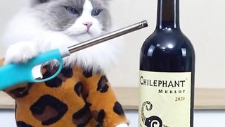 CATS make food 2023 "The Little Puff" TikTok Completion #16