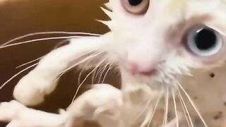 Michi abandonado bajo la lluvia ???? - por fufulili2