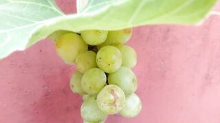 Very Easy Grow Grapes Tree