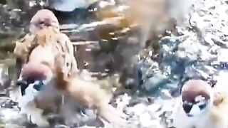 sparrows are enjoying and take a bath
