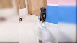 Cute and Funny Cat Videos 2