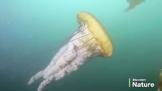 Oceans in 4K | Discovery Nature