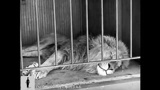 Charlie Chaplin - The Lion Cage