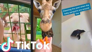 Amazing cute animals in the zoo ????