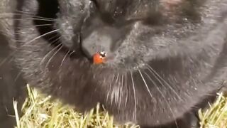 Friday funny videos
