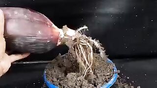 banana flower tree
