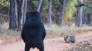 Кто сильнее_ Медведь против тигра