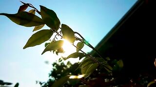 CINEMATIC NATURE | SUNNY MORNING CINEMATICS | NATURE CINEMATIC VIDEOS