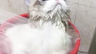 cat character
