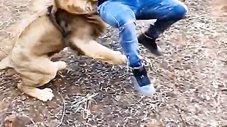 खूंखार टाइगर ???? ने दबोचा इस शख्स को ???? _ Tiger Attack _ #shorts.mp4