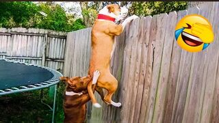Funny Animal Videos 2022 Best Dogs And Cats Videos. Memes