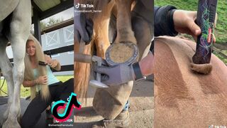 The Best Horse TikTok Compilation 2022