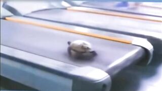 Try Not To Laugh Funny Videos - Funny Moments Of The Year Compilation ????????????