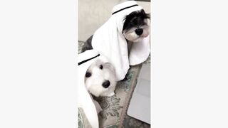 #dog #dogsoftiktok #funnyvideos #fyp #foryou #funny